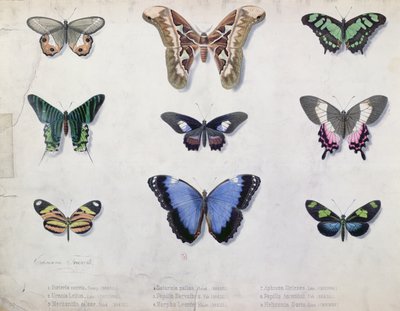 Butterflies from Brazil and Guyana by Edouard Travies